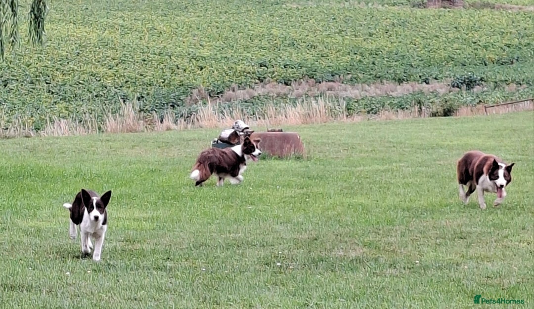 Border Collie dogs for sale: Red and White border collie bitch puppies  - Image 15
