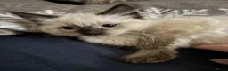 Ragdoll cats for sale: Ragdoll bluepoint/sealpoint - Advert 8