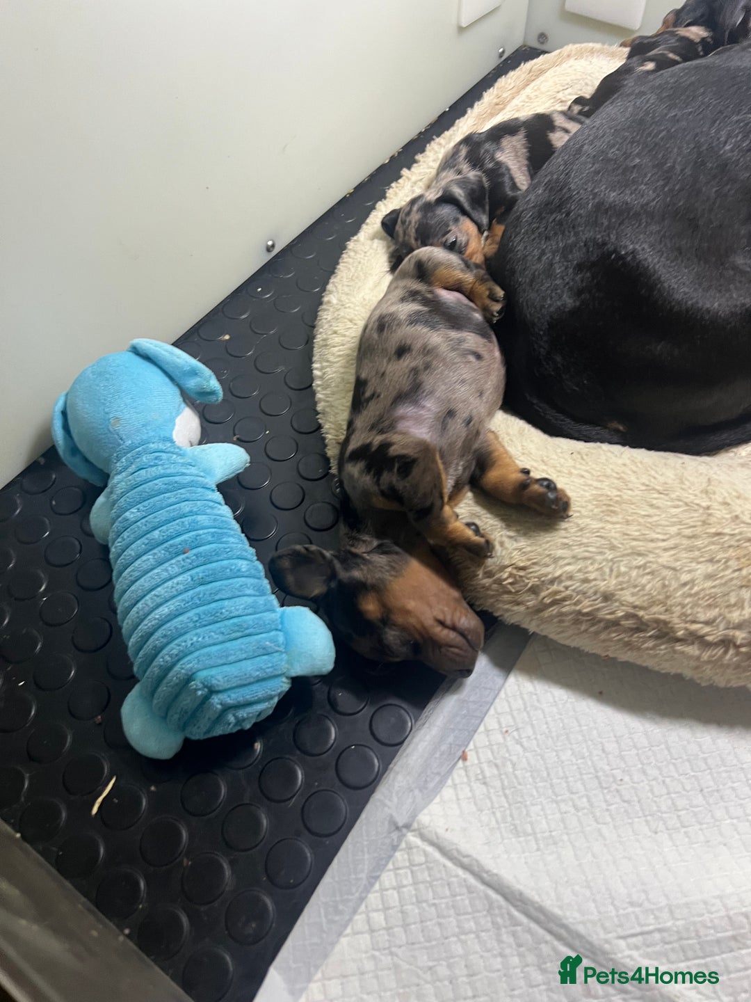 Miniature Dachshund dogs for sale: Miniature Dachshund KC ready now  - Image 24