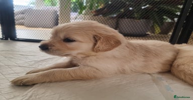 Golden Retriever dogs - Advert 1