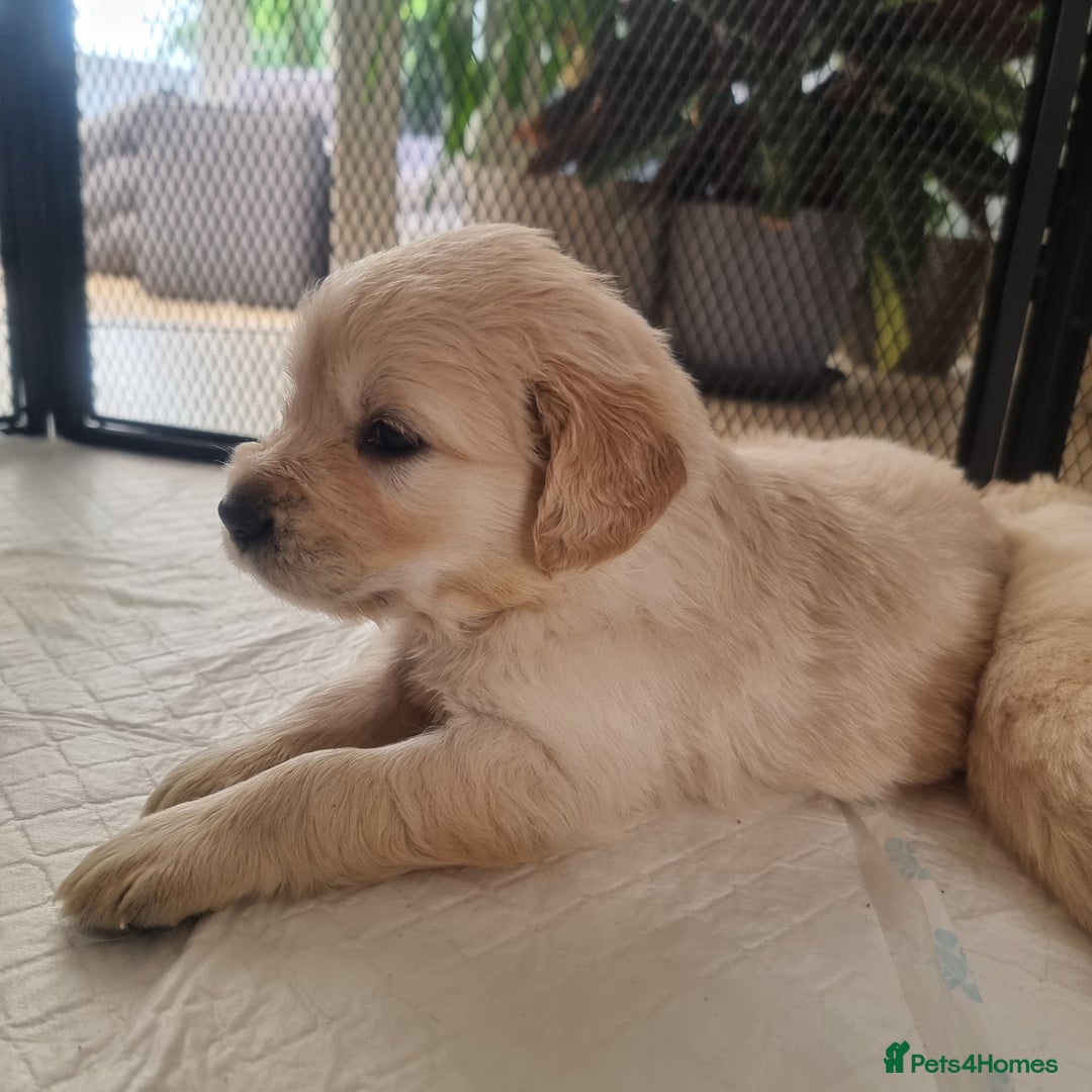 Golden Retriever dogs for sale: KC Reg Golden Retriever Puppies – Champion Lines  - Image 3