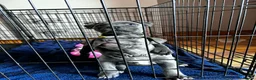 Staffordshire Bull Terrier dogs for sale: Blue Staffordshire bull terrier pups - Advert 3