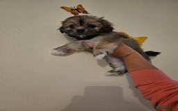 Lhasa Apso dogs for sale: Lovely pedigree puppys - Image 4