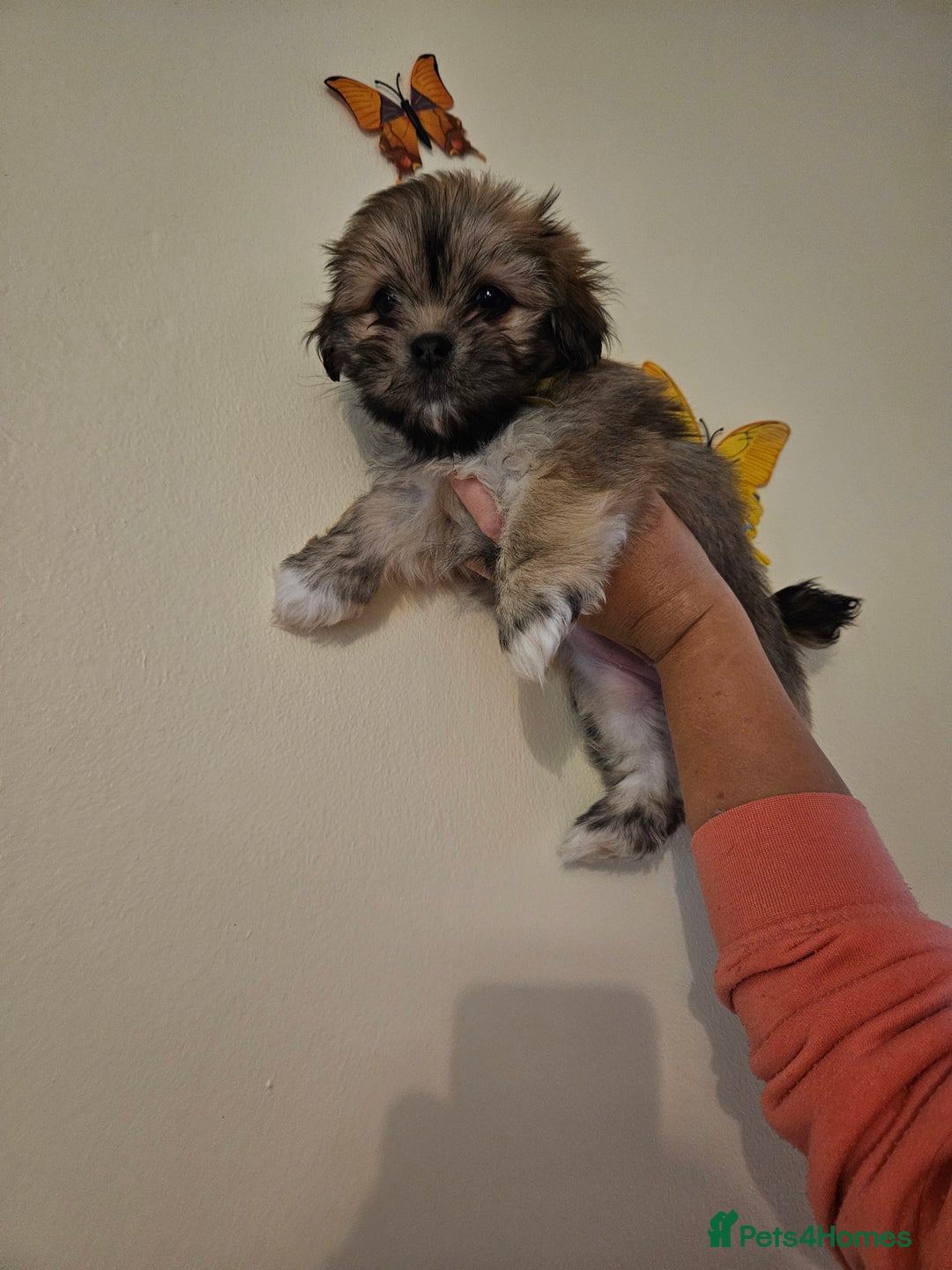 Lhasa Apso dogs for sale: Lovely pedigree puppys - Image 4