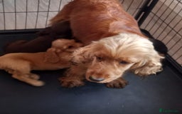 Cocker Spaniel dogs for sale: Cocker spaniel puppies  - Image 8