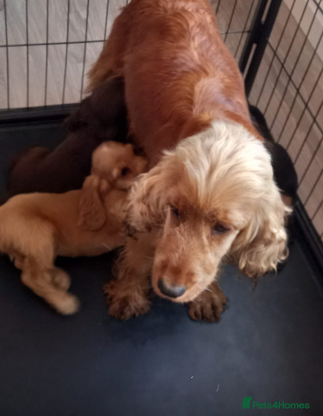 Cocker Spaniel dogs for sale: Cocker spaniel puppies  - Image 8