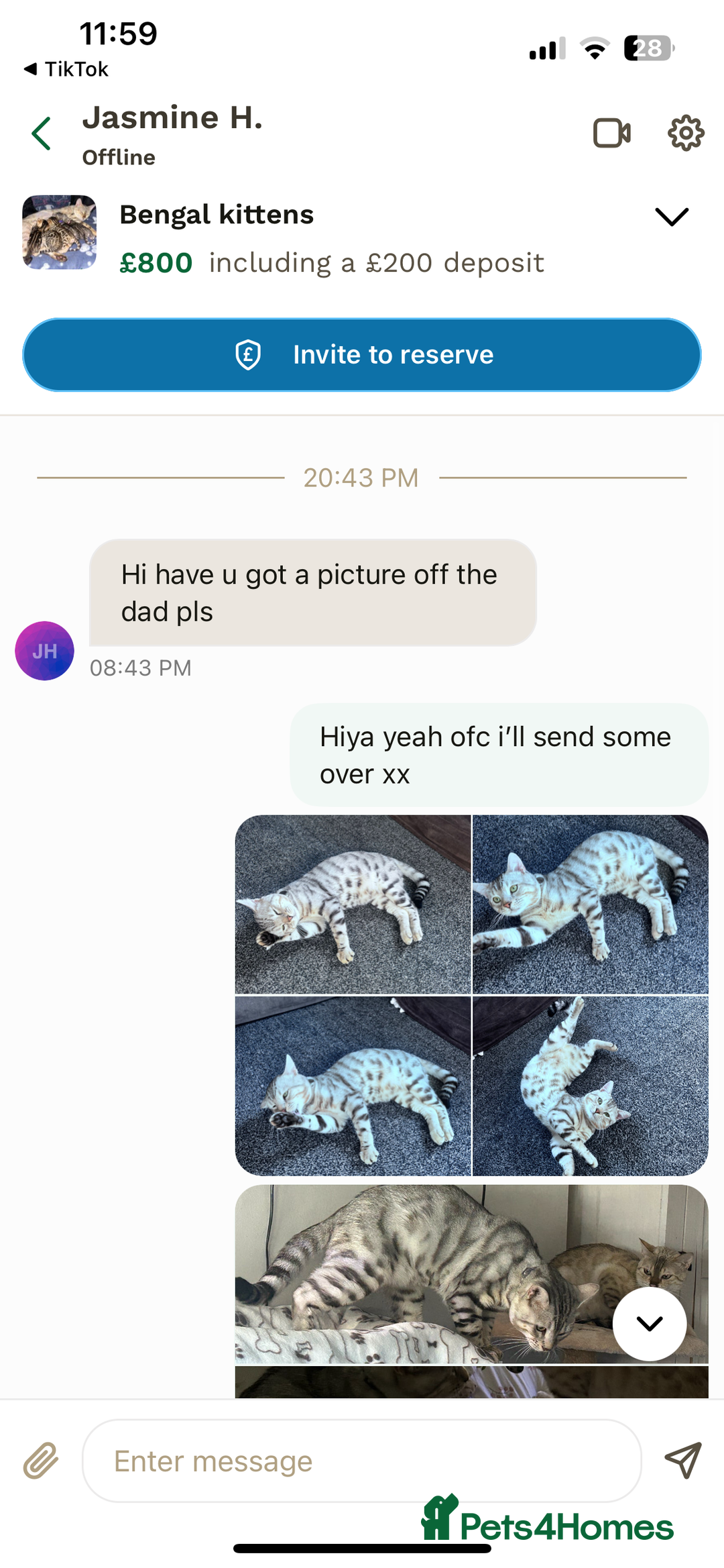 Bengal cats for sale: SCAMER DONT INTERACT  - Image 2