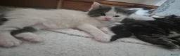 Maine Coon cats for sale: Half maincoon kittens for sale in Newport - Advert 17
