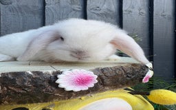 Mini Lion Lop rabbits for sale: mini lion lops ready now  - Image 6