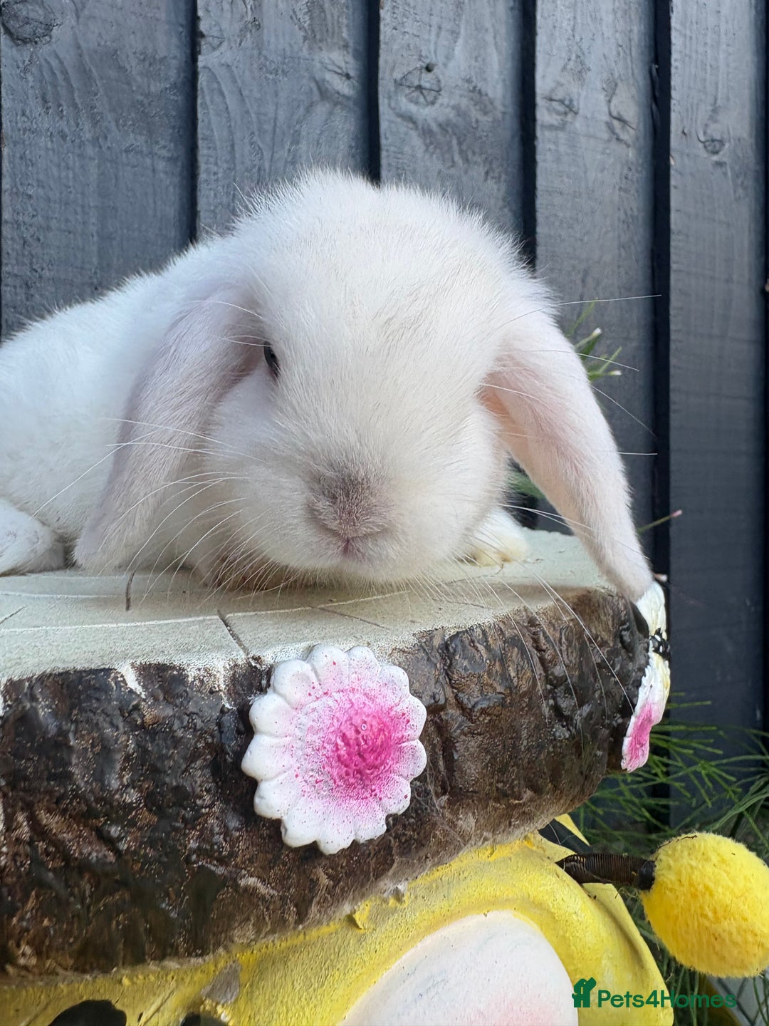 Mini Lion Lop rabbits for sale: mini lion lops ready now  - Image 6
