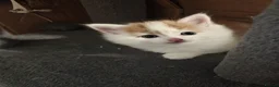 Mixed Breed cats for sale: 3 beautiful kittens  - Advert 12