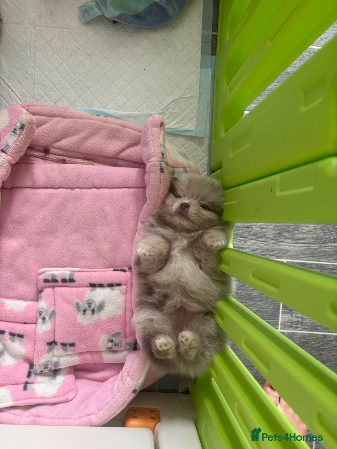 Pomeranian dogs for sale: Rare lilac tan merle teddy bears 🧸💎 - Image 12