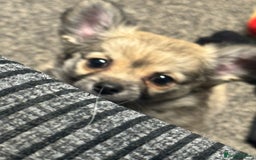 Chihuahua dogs for sale: Chihuahua puppies for sale - Image 1