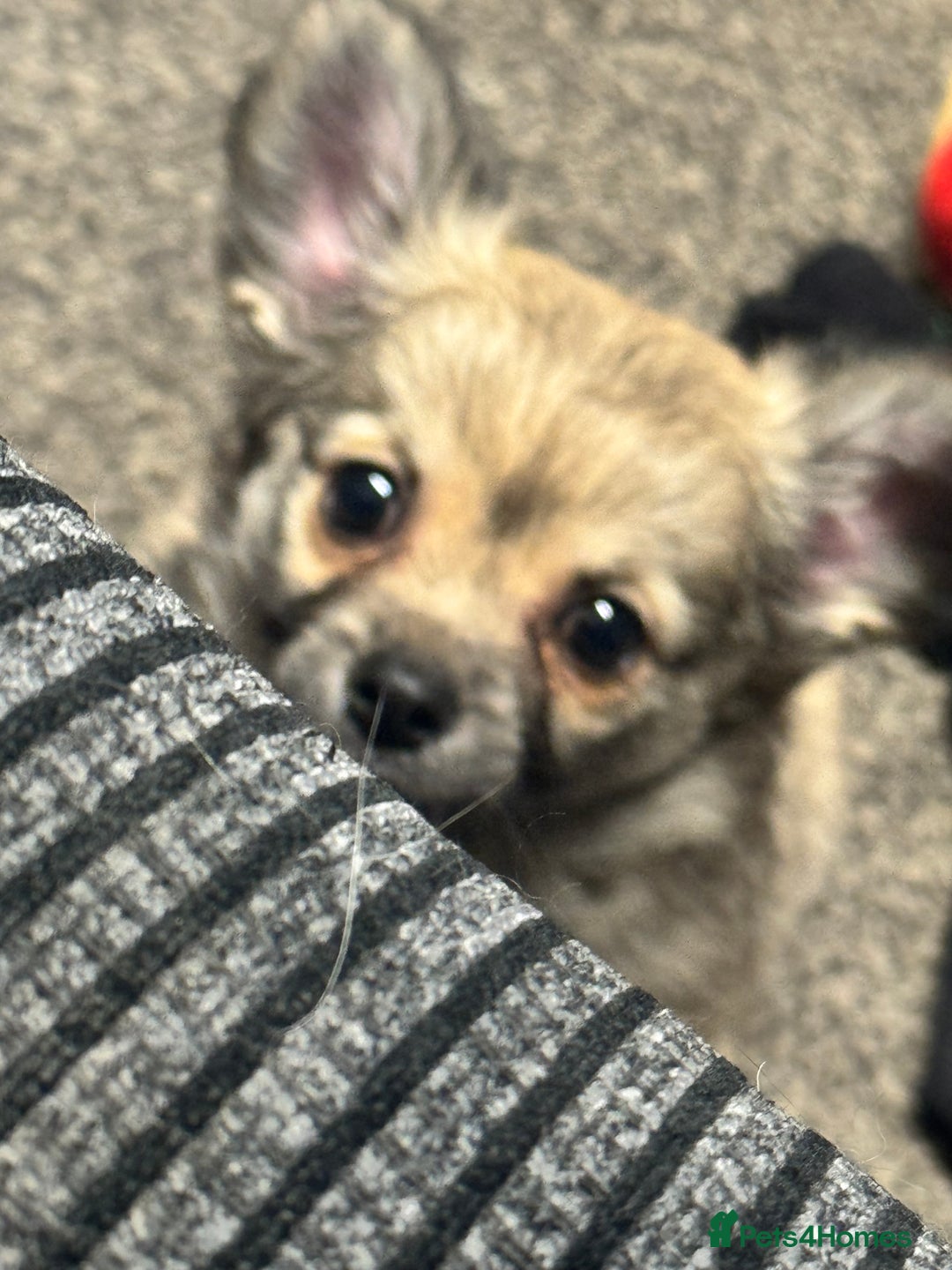 Chihuahua dogs for sale: Chihuahua puppies for sale - Image 1
