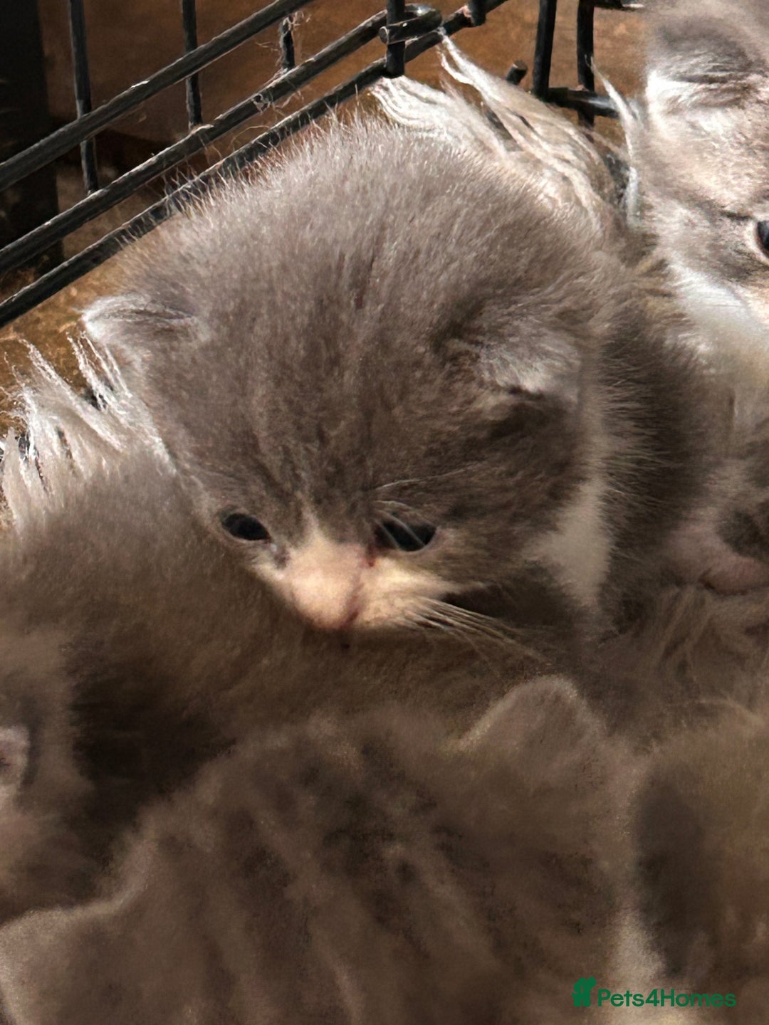 British Longhair cats for sale: British blue cross ragdoll kittens - Image 6