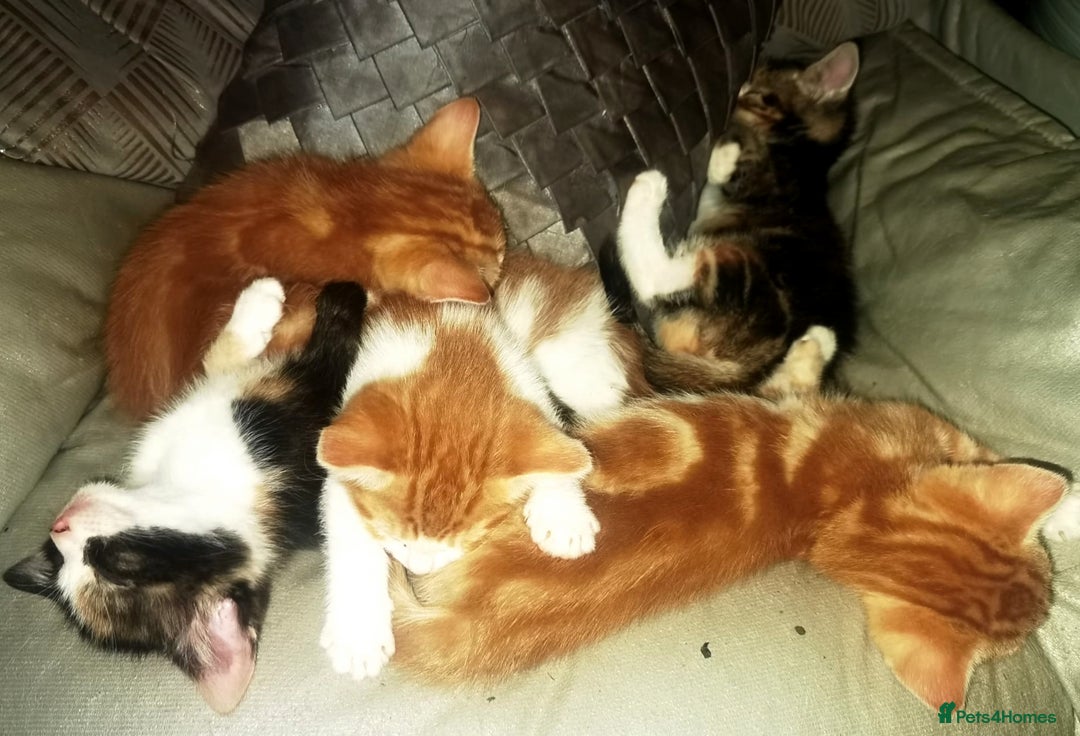 Mixed Breed cats for sale: Gorgeous Ginger and Tabby kitten - Advert 3