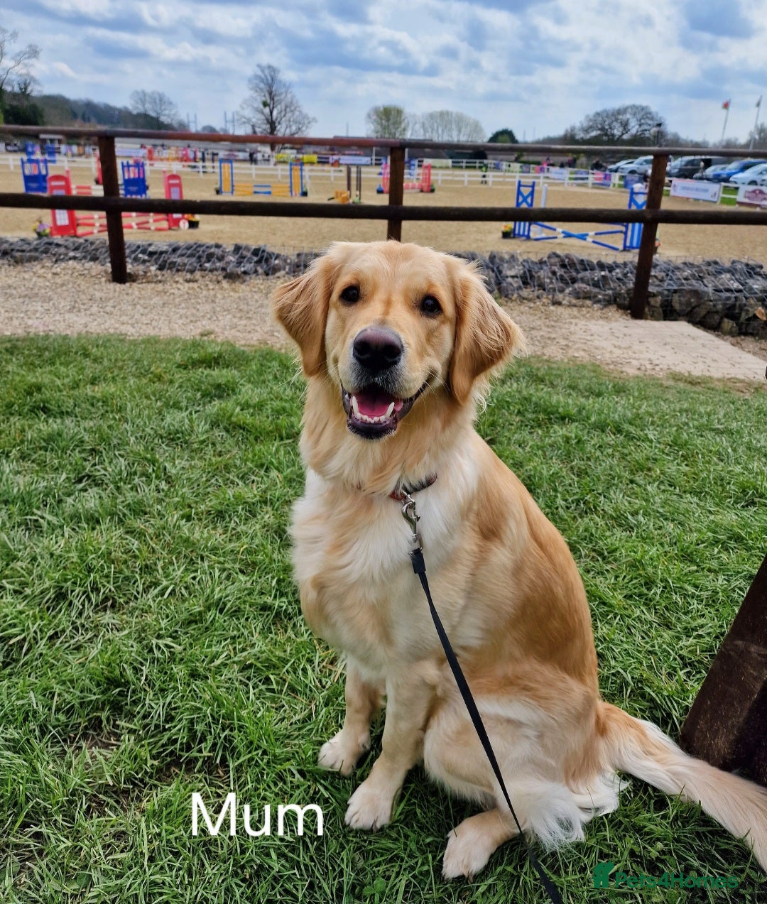 Golden Retriever dogs for sale: KC Registered Golden Retriever Puppies - Advert 12