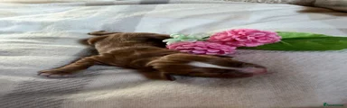 Cocker Spaniel Puppy 1