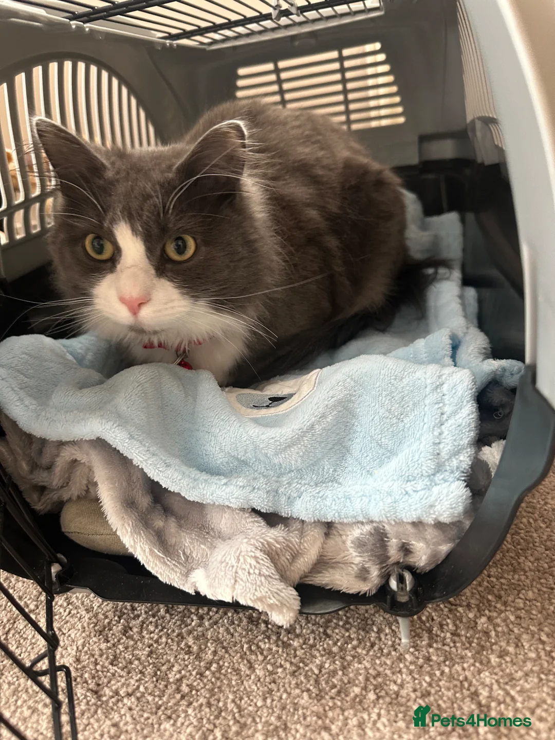 Russian Blue cats for sale: Button needs a new loving home  - Advert 10