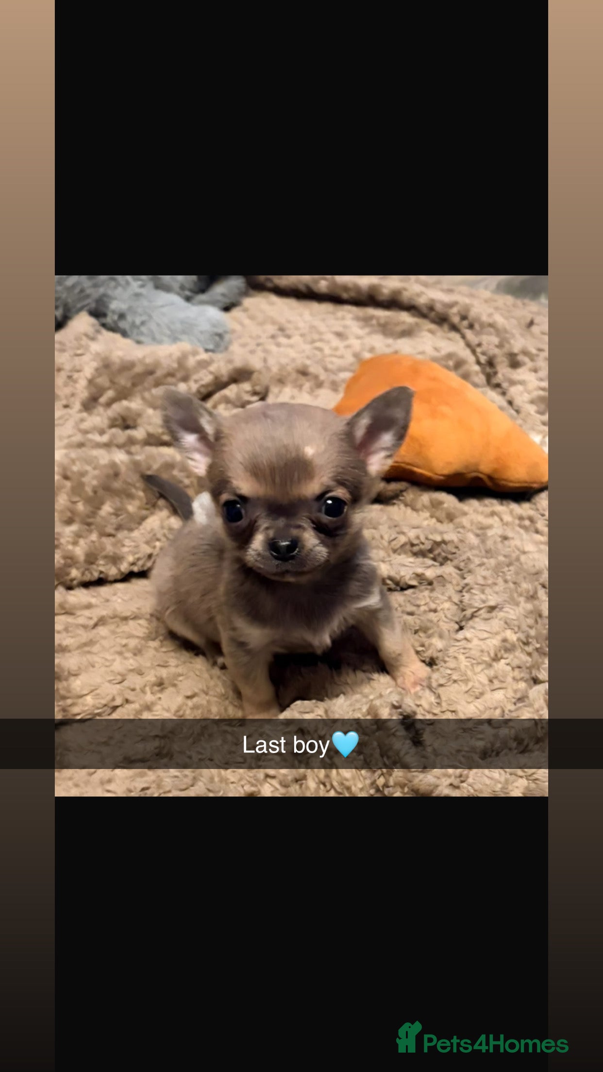 Chihuahua dogs Cheeky chihuahuas  - Advert 10