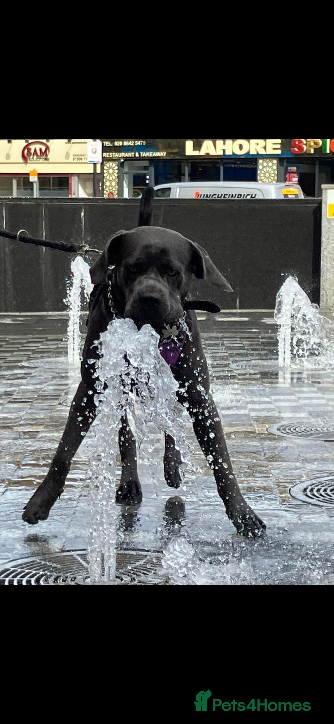 Cane Corso dogs for sale: Beautiful Blue Cane Corso Puppies - Image 17