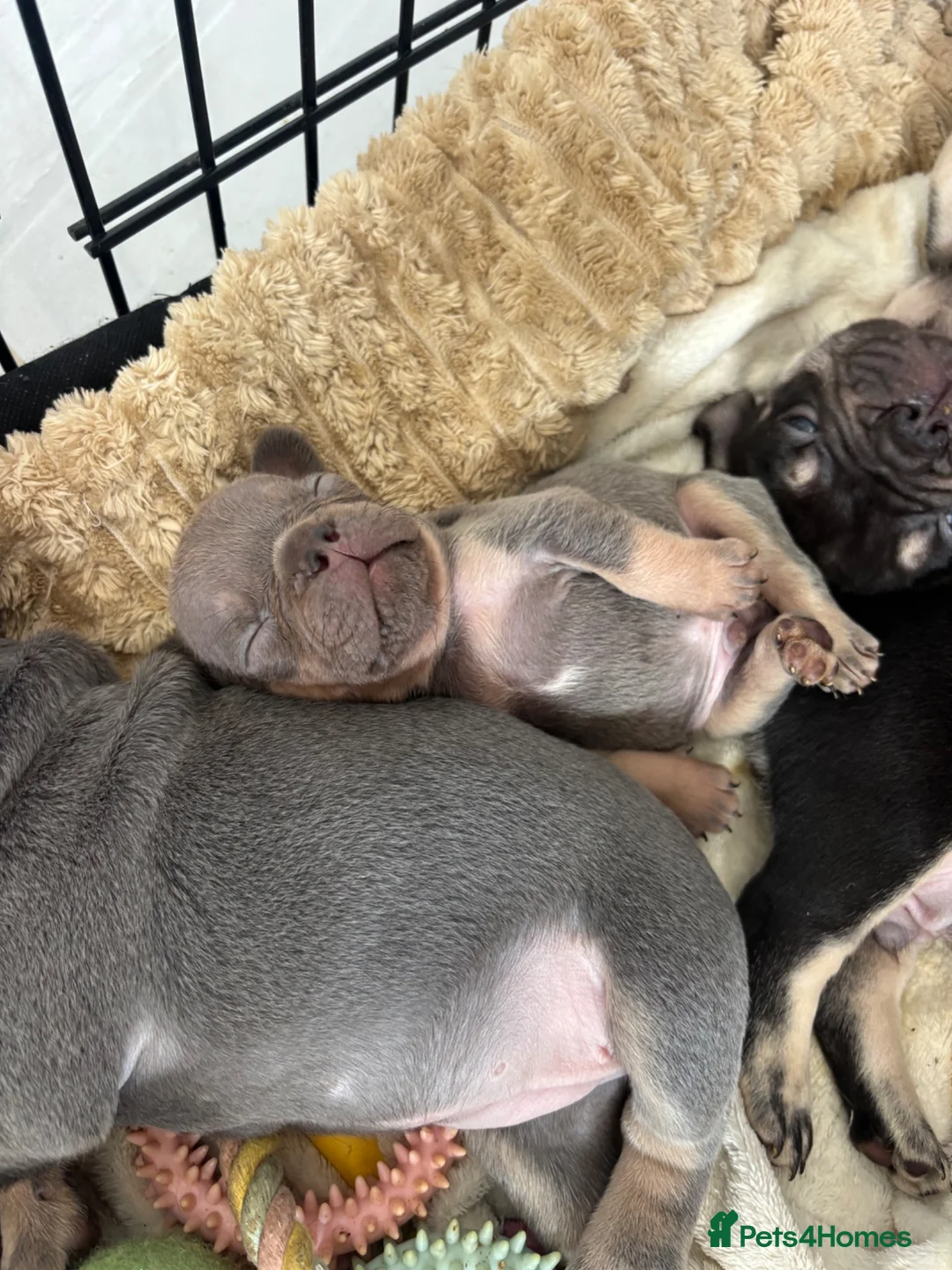 French Bulldog dogs for sale: 🩶🤍🤎 A Quality Box Of Frenchies 🩶🤍🤎 - Advert 8