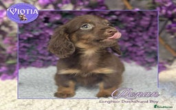 Miniature Dachshund dogs for sale: Gorgeous miniature dachshund babies long coats  - Image 5