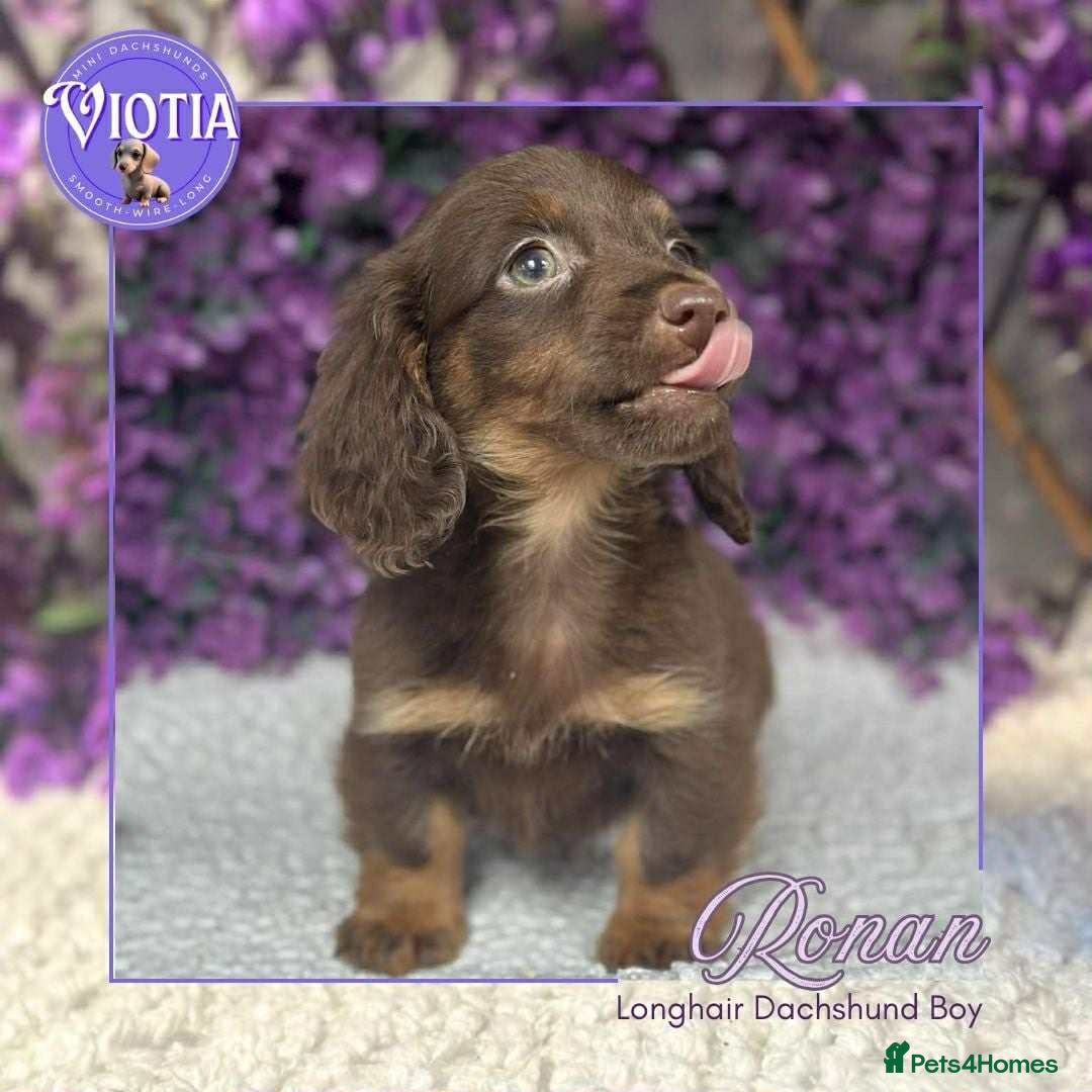 Miniature Dachshund dogs for sale: Gorgeous miniature dachshund babies long coats  - Image 5