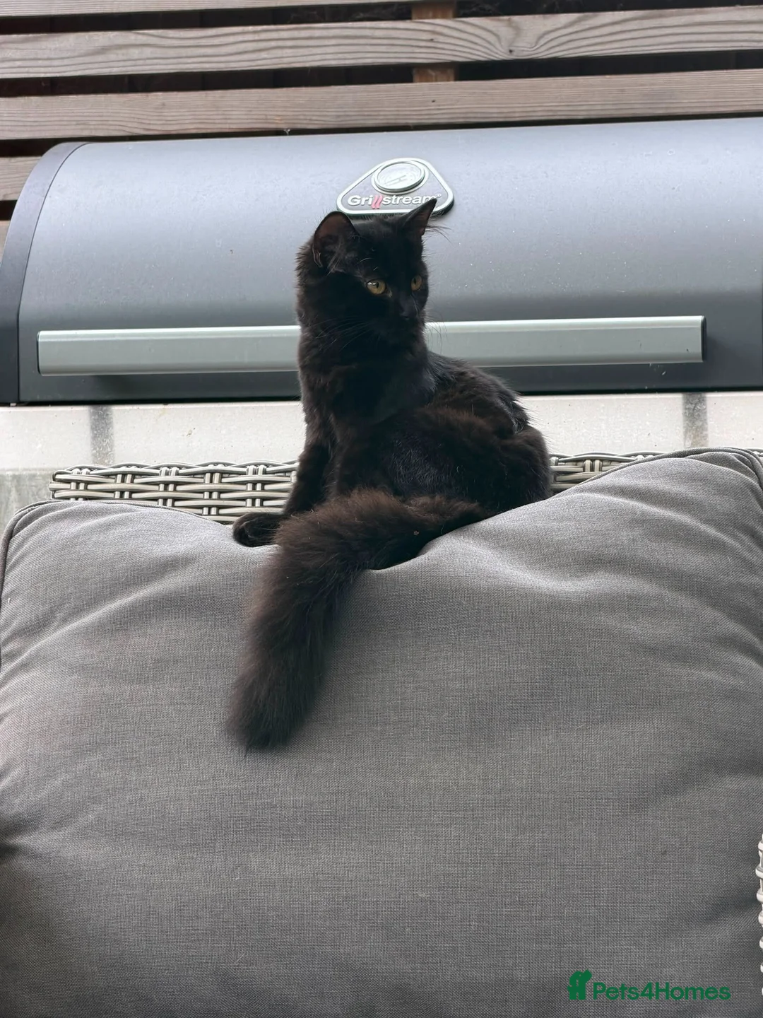 British Shorthair cats for sale: Two friendly kittens ready for new home - Advert 2