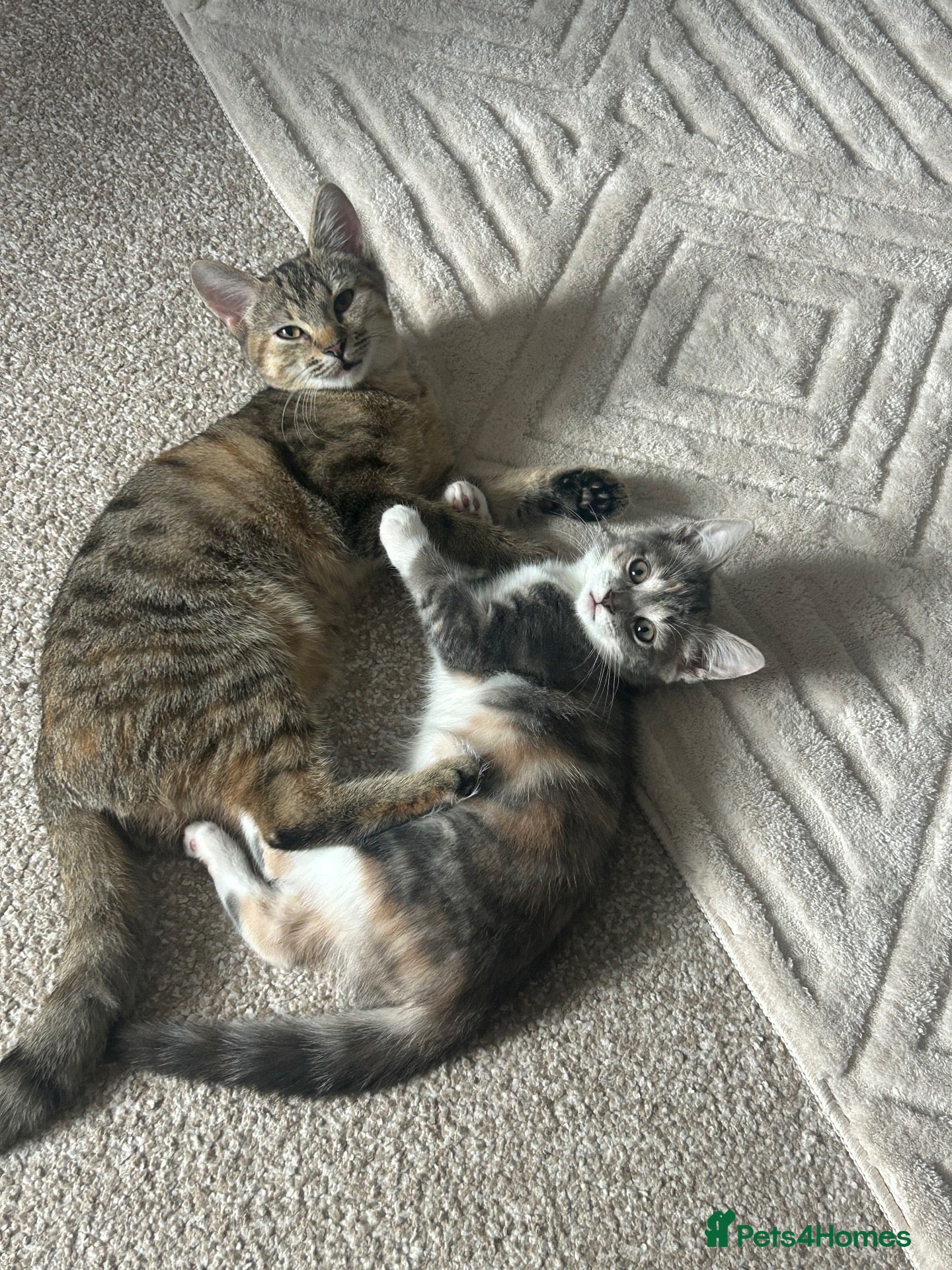 Mixed Breed cats Nova and Nellie  - Advert 1