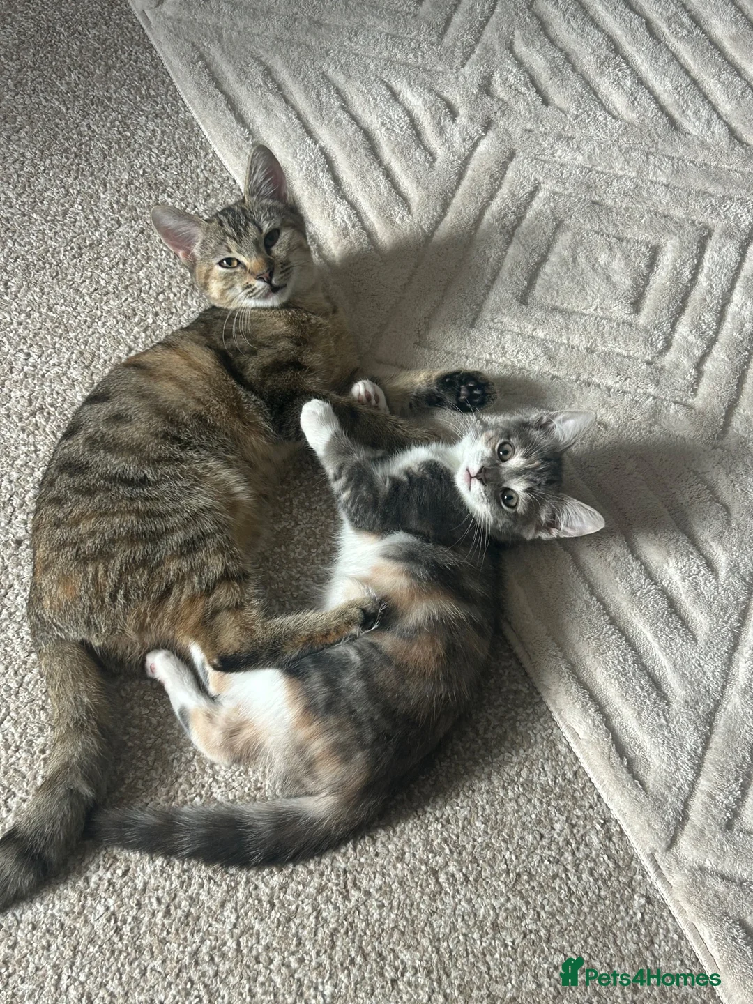 Mixed Breed cats for sale: Nova and Nellie  - Advert 1