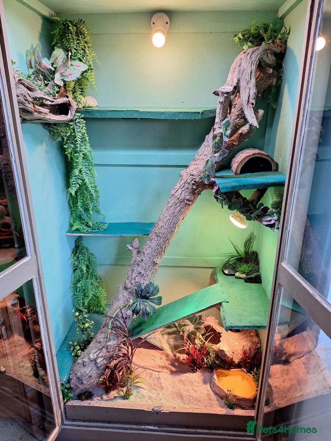 Mixed Breed reptiles for sale: Bearded Dragon and Blue tongue Skink in Halesworth - Advert 1