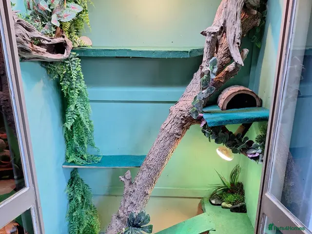 Mixed Breed reptiles for sale: Bearded Dragon and Blue tongue Skink - Advert 1