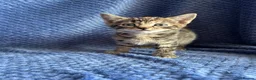 Maine Coon cats for sale: Maine coon x  - Advert 9