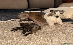 Whippet dogs for sale: KC Whippet Puppies - Image 3