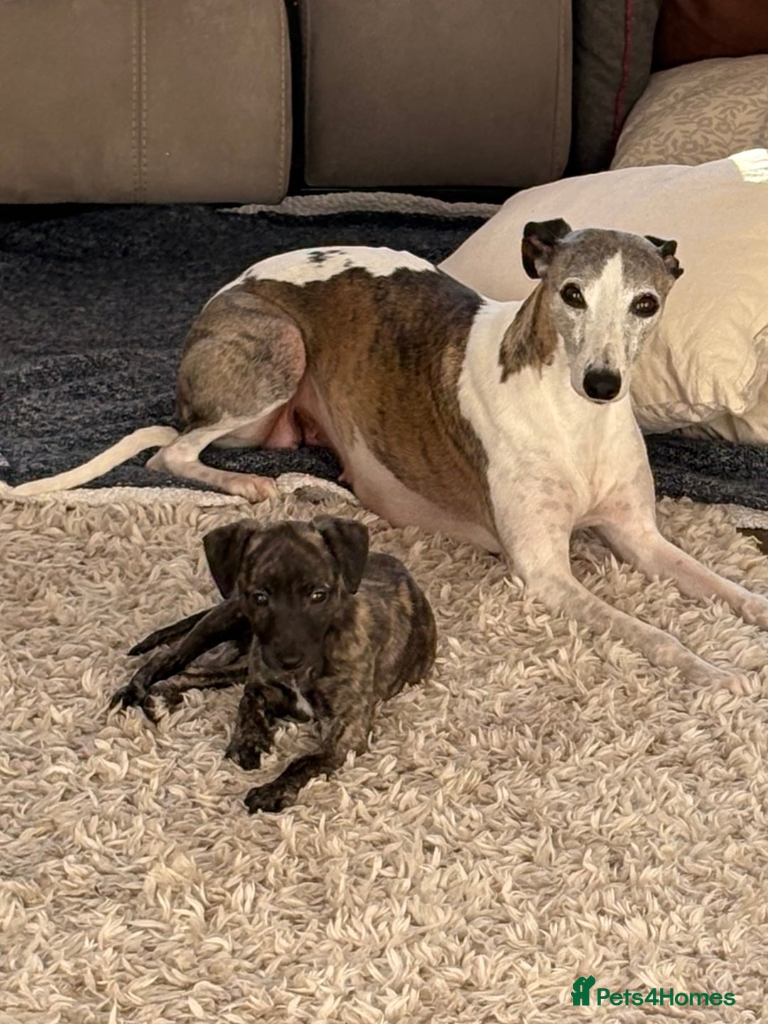 Whippet dogs for sale: KC Whippet Puppies - Image 3