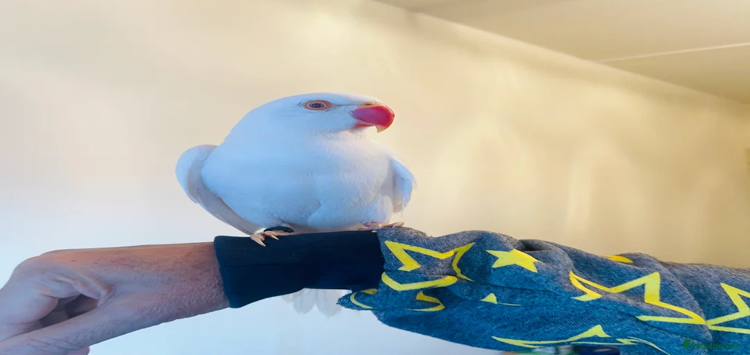 Gallery Image {{count}}