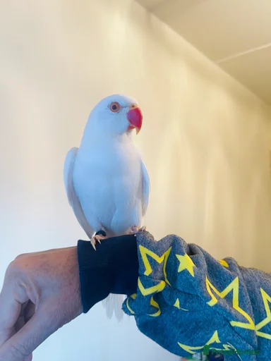 Gallery Image {{count}}