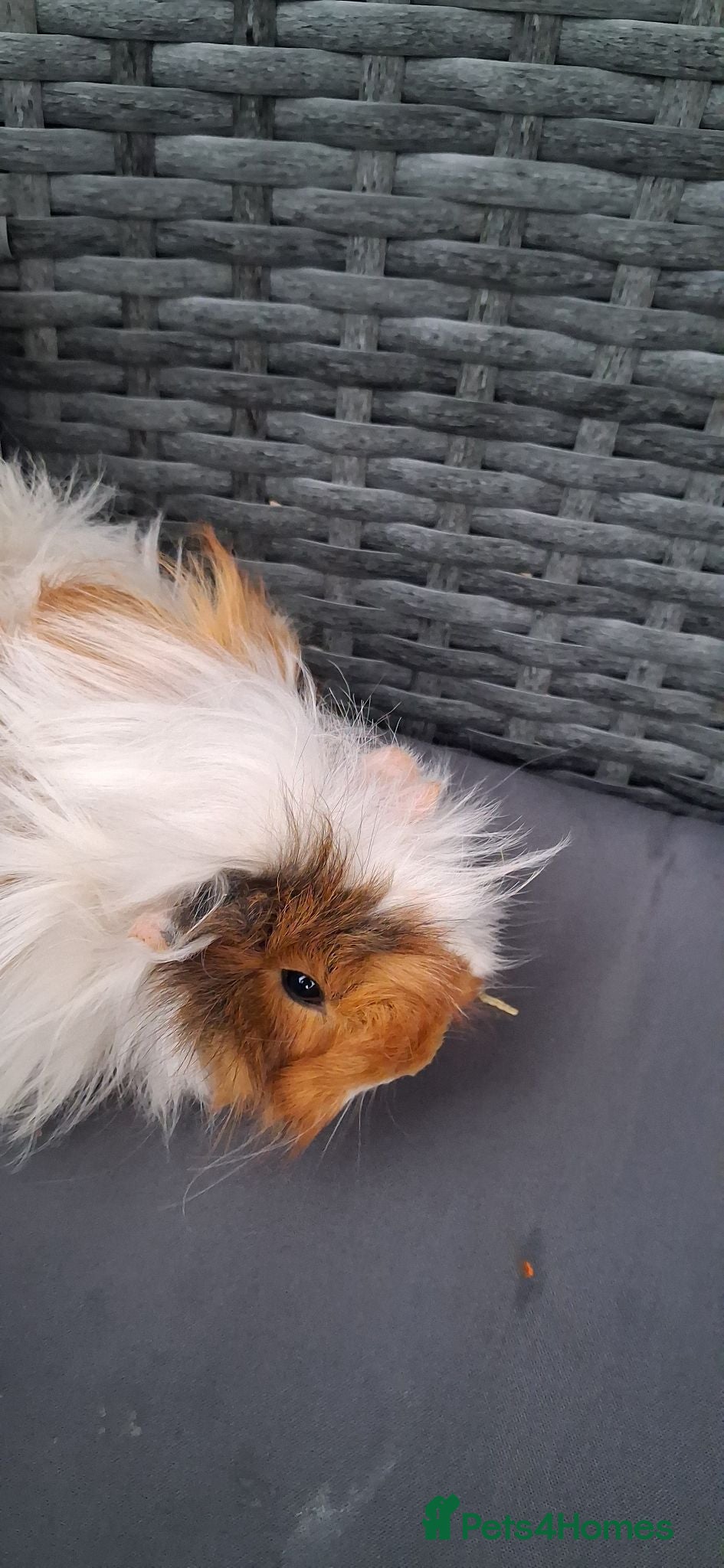 Guinea Pig rodents Baby girl guinea pigs - Advert 1
