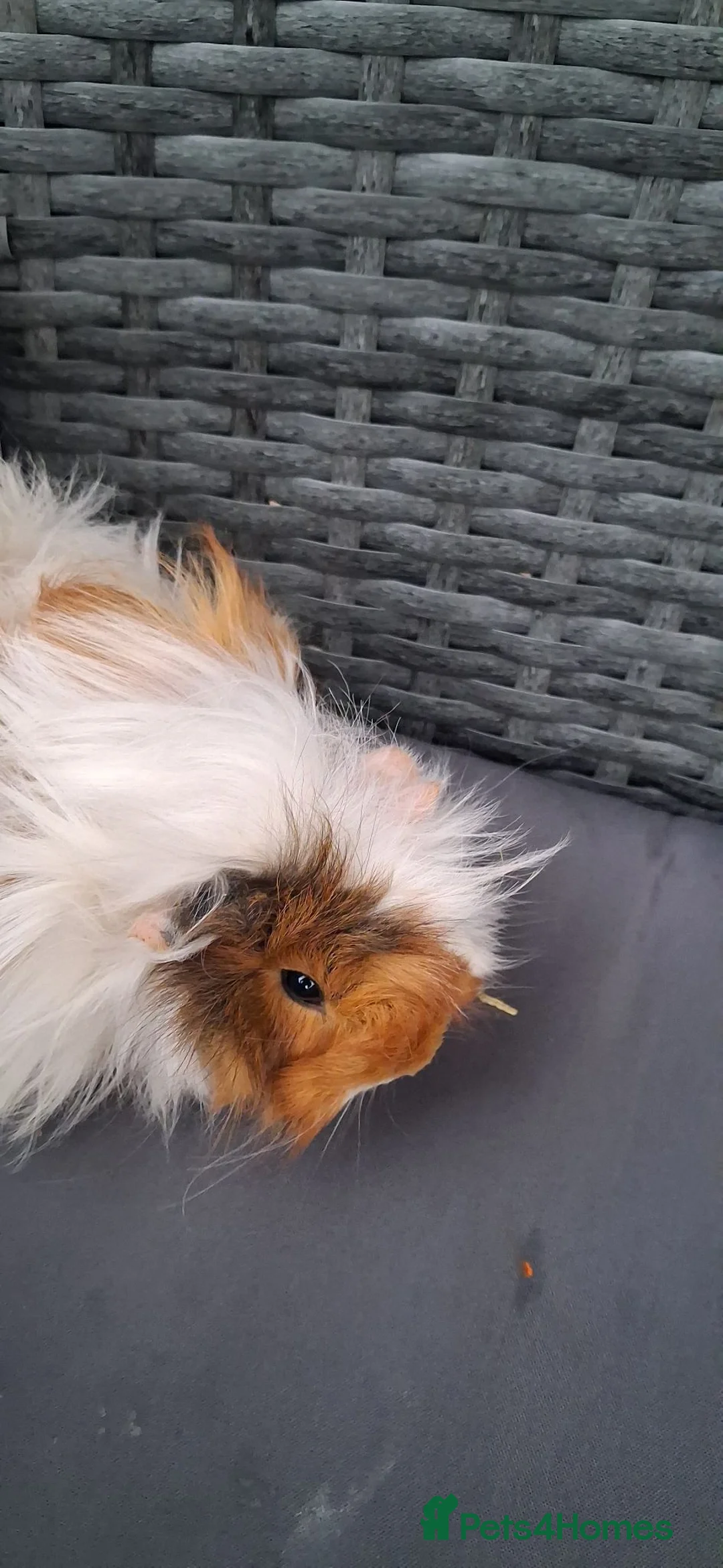 Guinea Pig rodents for sale: Baby girl guinea pigs - Advert 1