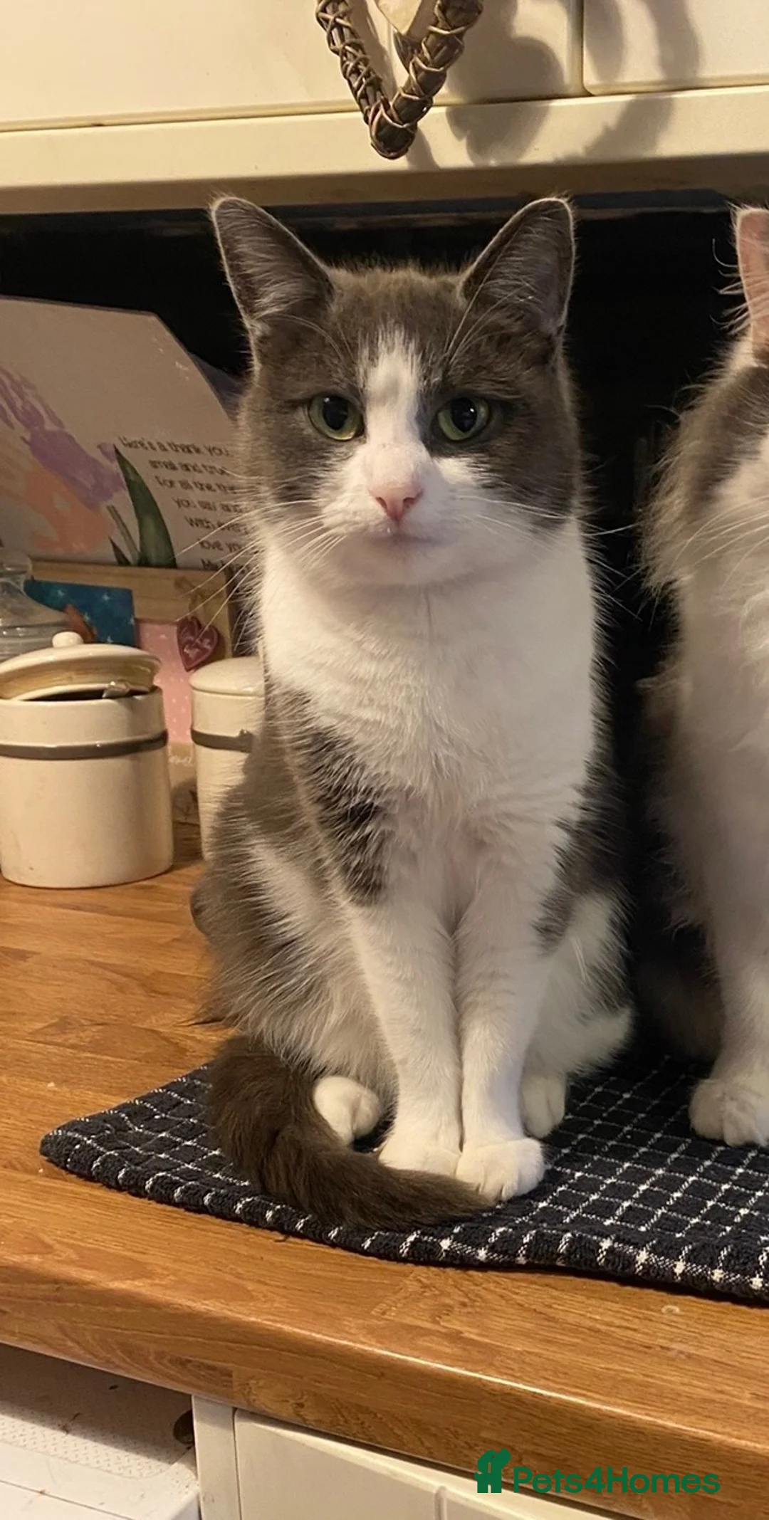 Mixed Breed cats for sale: kittens  in Retford - Advert 3