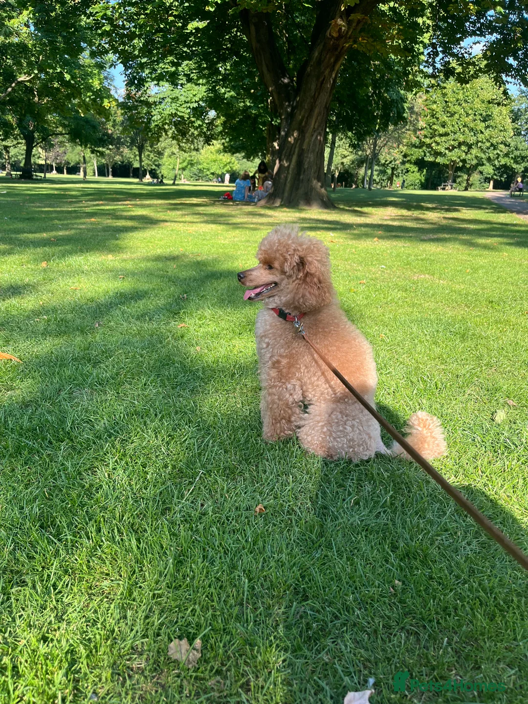 Miniature Poodle dogs for stud: Crufts Qualified Poodle Stud in Nottingham - Advert 6