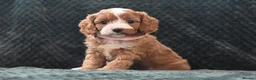 Cavapoo dogs for sale: Toy F1 Cavapoo Puppies Fully Dna Clear. - Advert 11