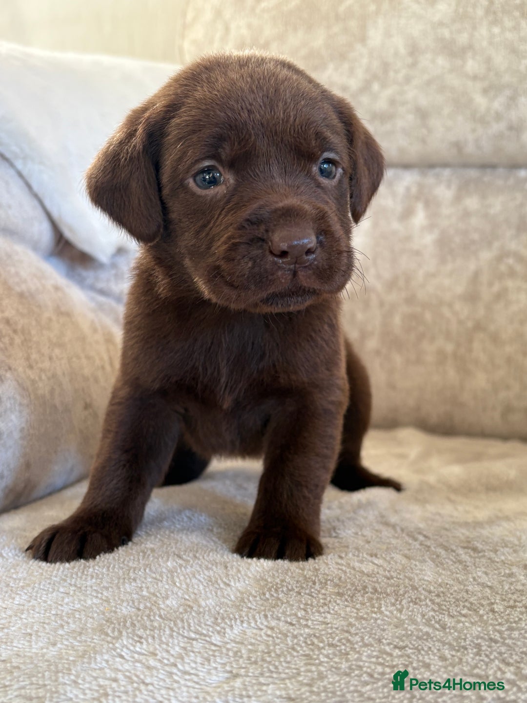 Labrador Retriever dogs for sale: Stunning Labrador puppies - Advert 16