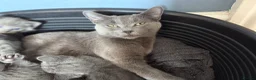 Russian Blue cats for sale: 5 cute Russian blue kittens - Advert 8