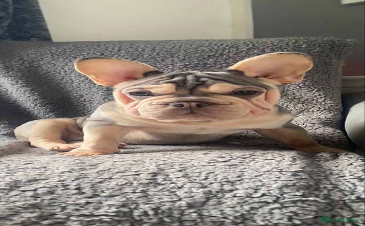 French Bulldog dogs - Advert 1