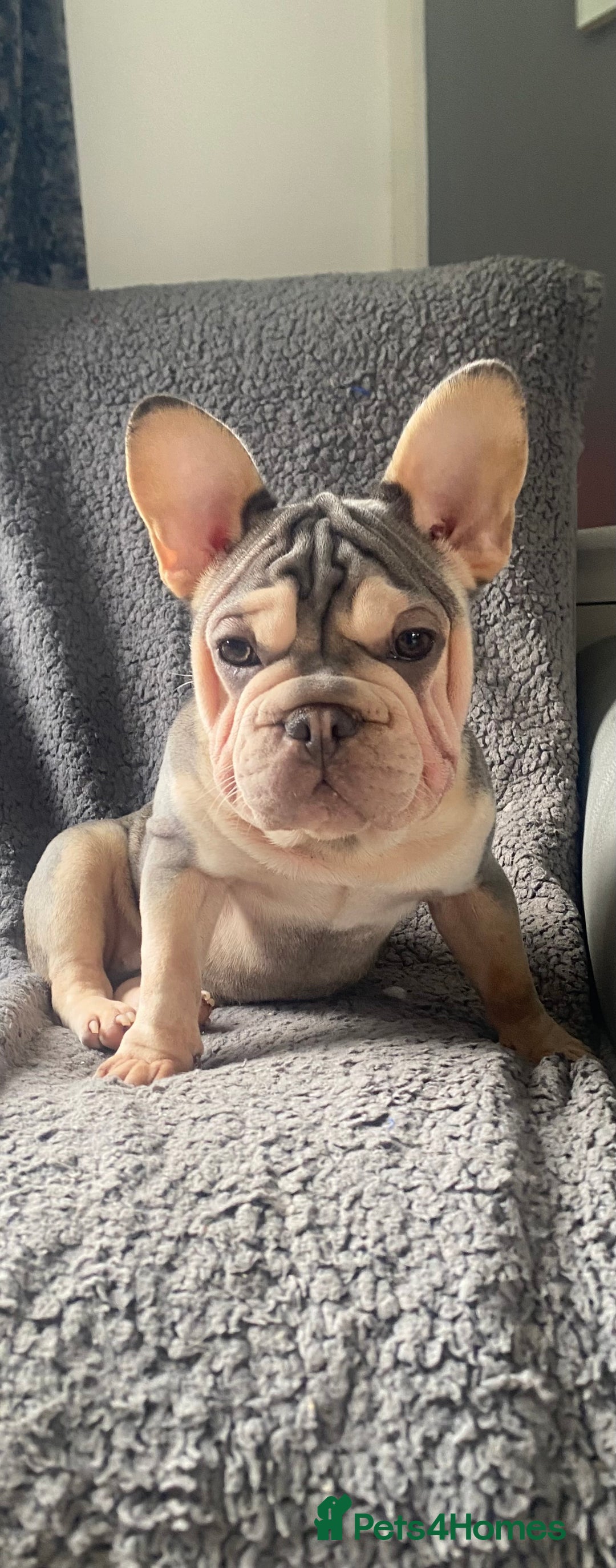 French Bulldog dogs for sale: French bulldog - Image 1