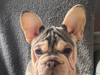 French Bulldog dogs - Advert 22