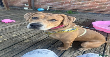 Mixed Breed dogs - Advert 1