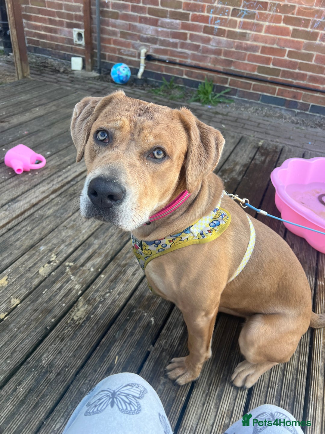Mixed Breed dogs for sale: 11 month old Mastiff Cross  - Image 3
